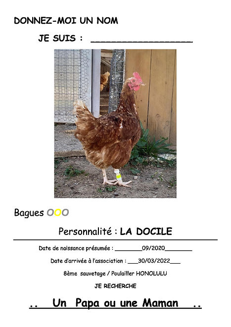 b-j-b-la-docile-hono.jpeg