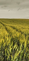 Weinviertler Agrarwirtschaft