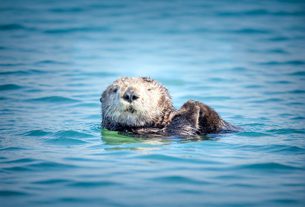Sea Otter