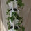 Thumbnail: Ankurit's Plantaire 20-planter Vertical Hydroponic & Aeroponics tower system