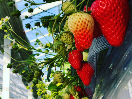 イチゴ狩り予約開始