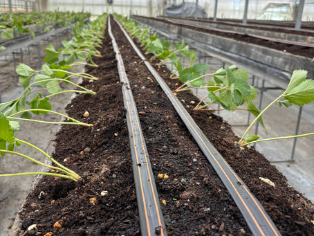 2026年 イチゴの定植が始まりました