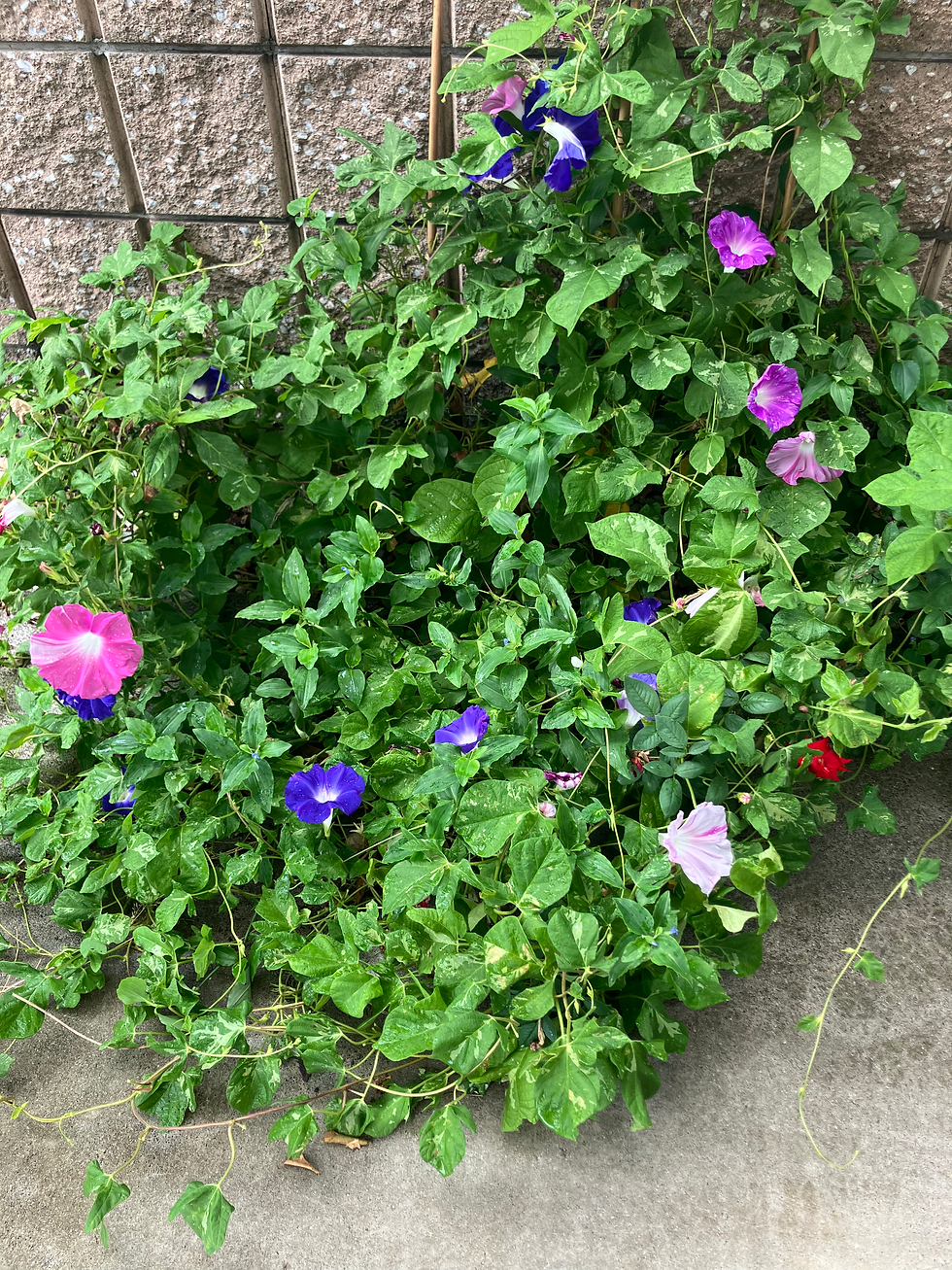 花でわかる夏から秋への移り変わり