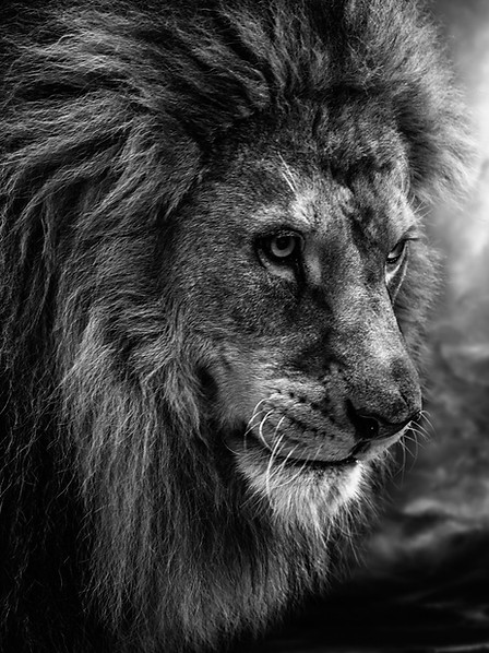 בלקינד ושות