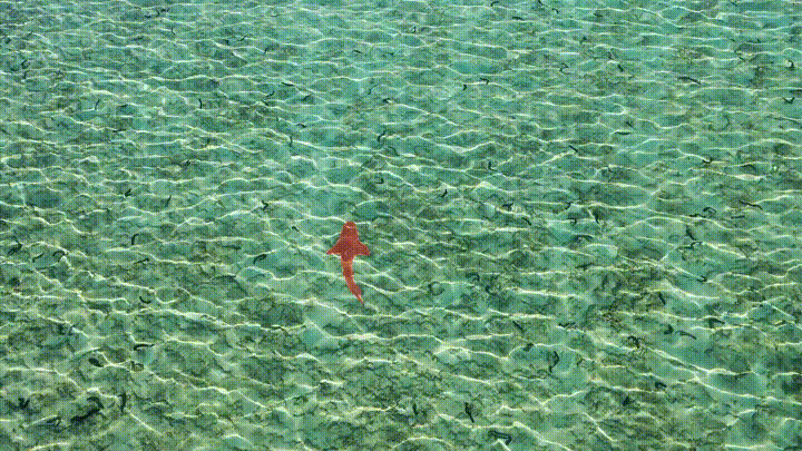 output_blacktip (1).gif