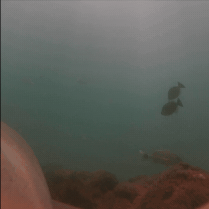 Adobe Express - camtag_fish_square.gif