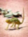 Caméléon sur un chemin, regard intriguant
