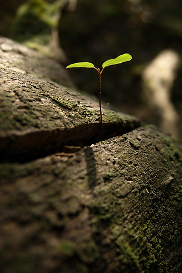 Germoglio tra legno in decomposizione.png