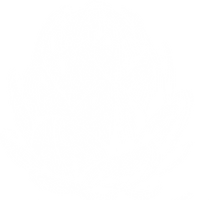 artichaud blanc en fond