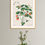 Thumbnail: Botanical Collection 69