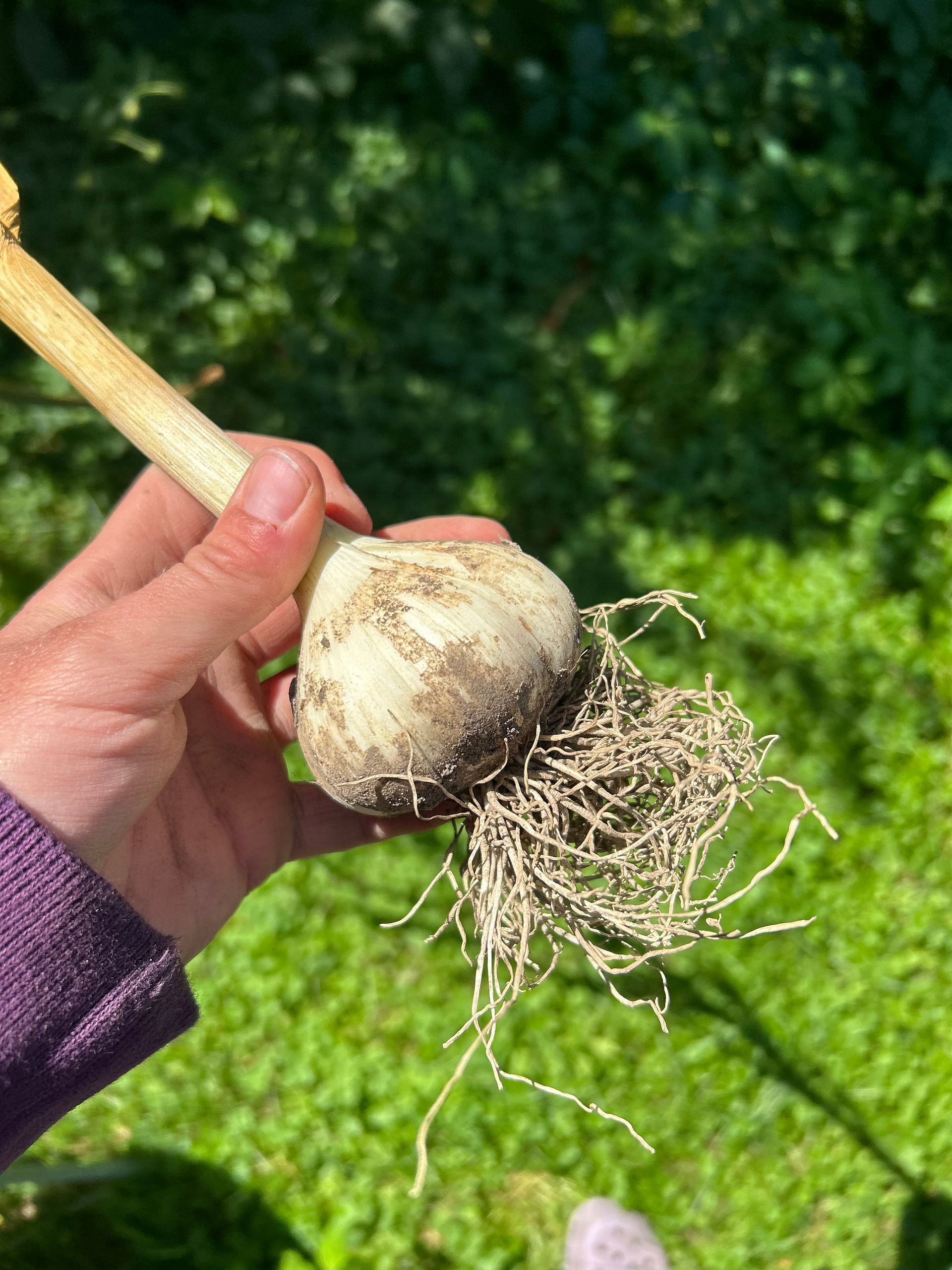 Freshly harvested garlic bulbs gathered from the Honeydew Farm garden after being dug from the field.