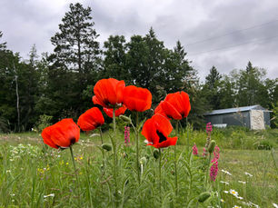 Bright orange poppies blooming in the flower gardens at Honeydew Farm.