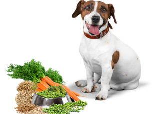 Why Whole Ingredients Matter for Dogs: The Key to Health and Happiness