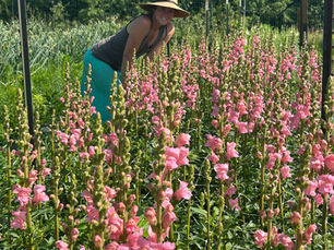 Signs of Summer at Honeydew Farm