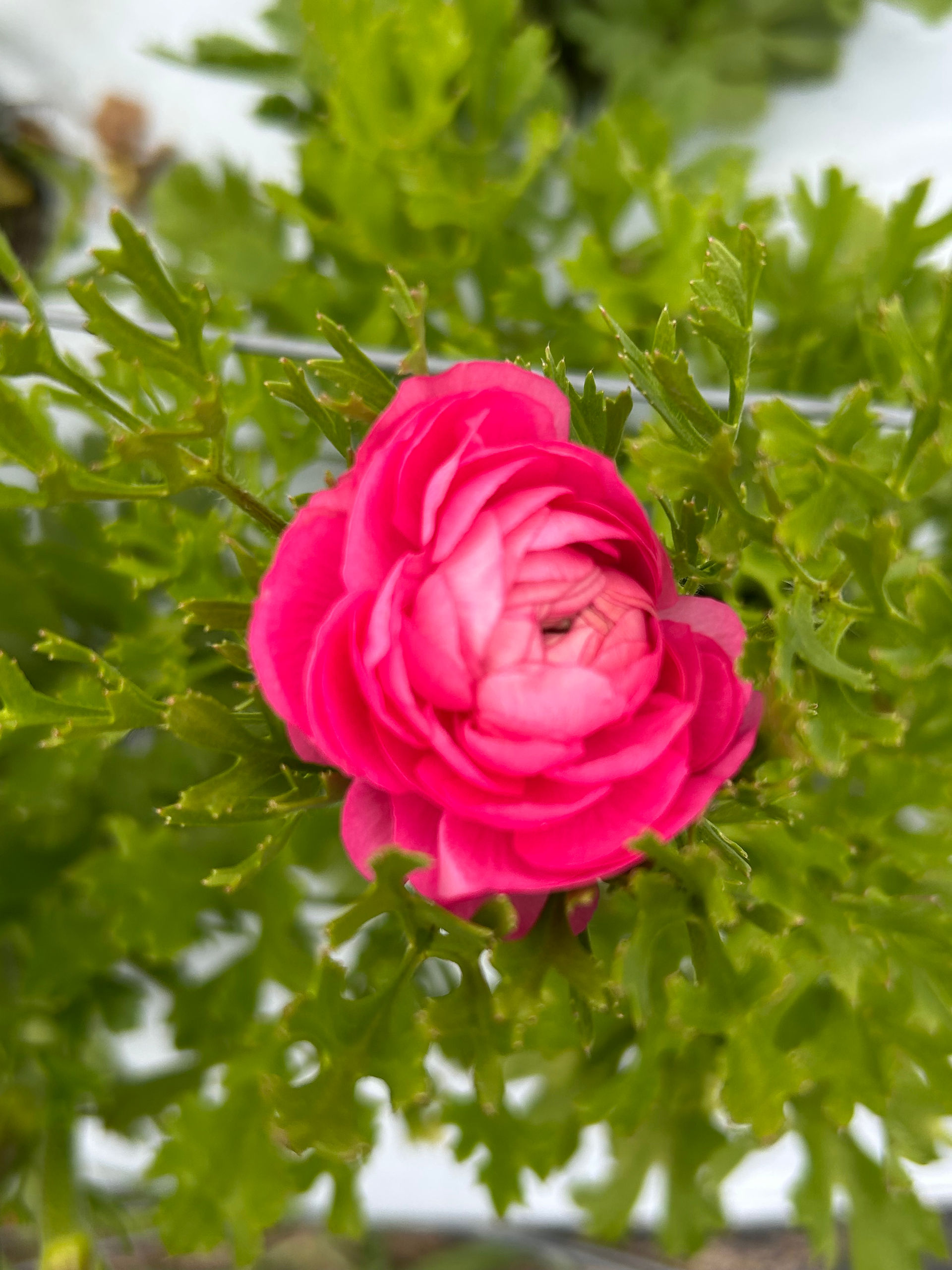 Bright pink ranunculus flower blooming in the Honeydew Farm flower field.