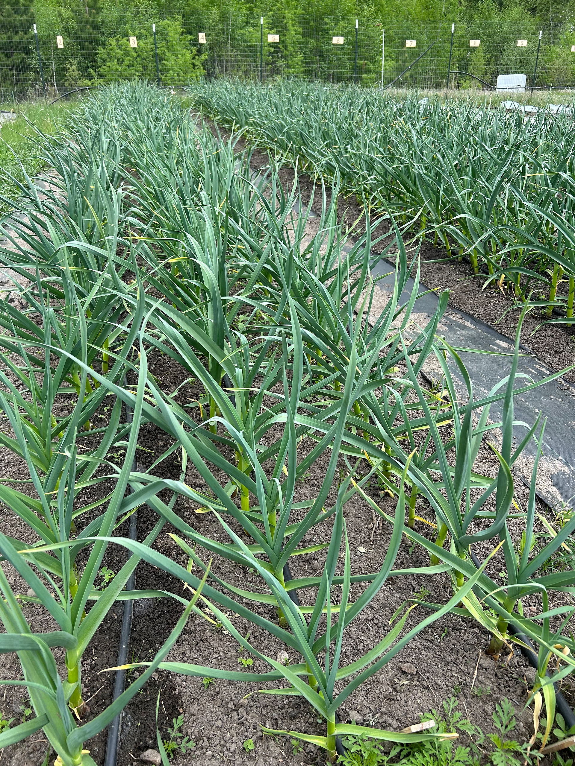 Healthy garlic crop growing in field rows at Honeydew Farm in northern Minnesota