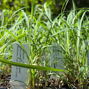 Lemongrass starter plants
