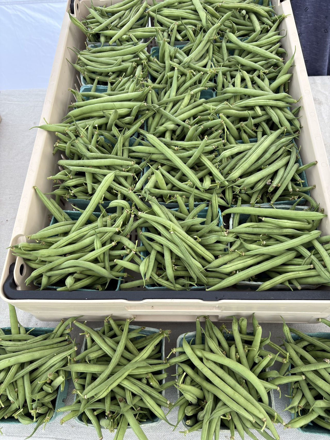 Fresh green beans harvested from the Honeydew Farm garden.
