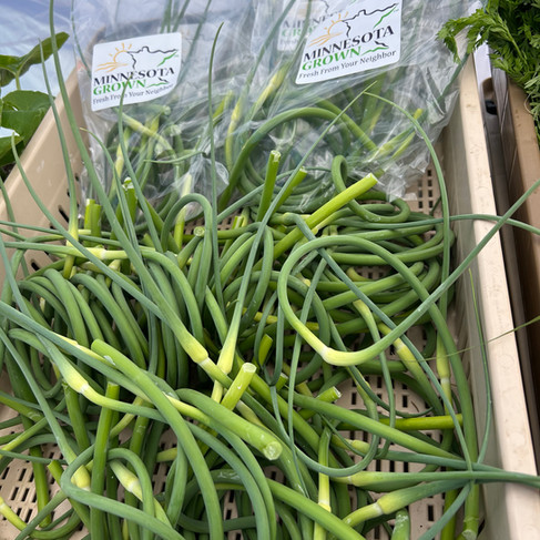Fresh garlic scapes harvested at Honeydew Farm and prepared for the weekly farmers market.