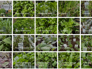 Honeydew Farm herb and vegetable plant starts at the Park Rapids Farmers Market including basil, chives, dill, lemongrass, parsley, oregano, rosemary, sage, thyme, kale, cucumbers, and peppers.