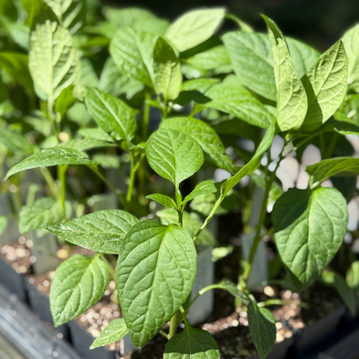 Jedi Jalapeno Pepper Starter Plant
