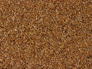 Why Rye Is a Smart Addition to Your Dog’s Diet