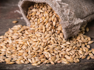 Raw Barley for Dogs: A Gentle Grain for Digestive and Immune Support
