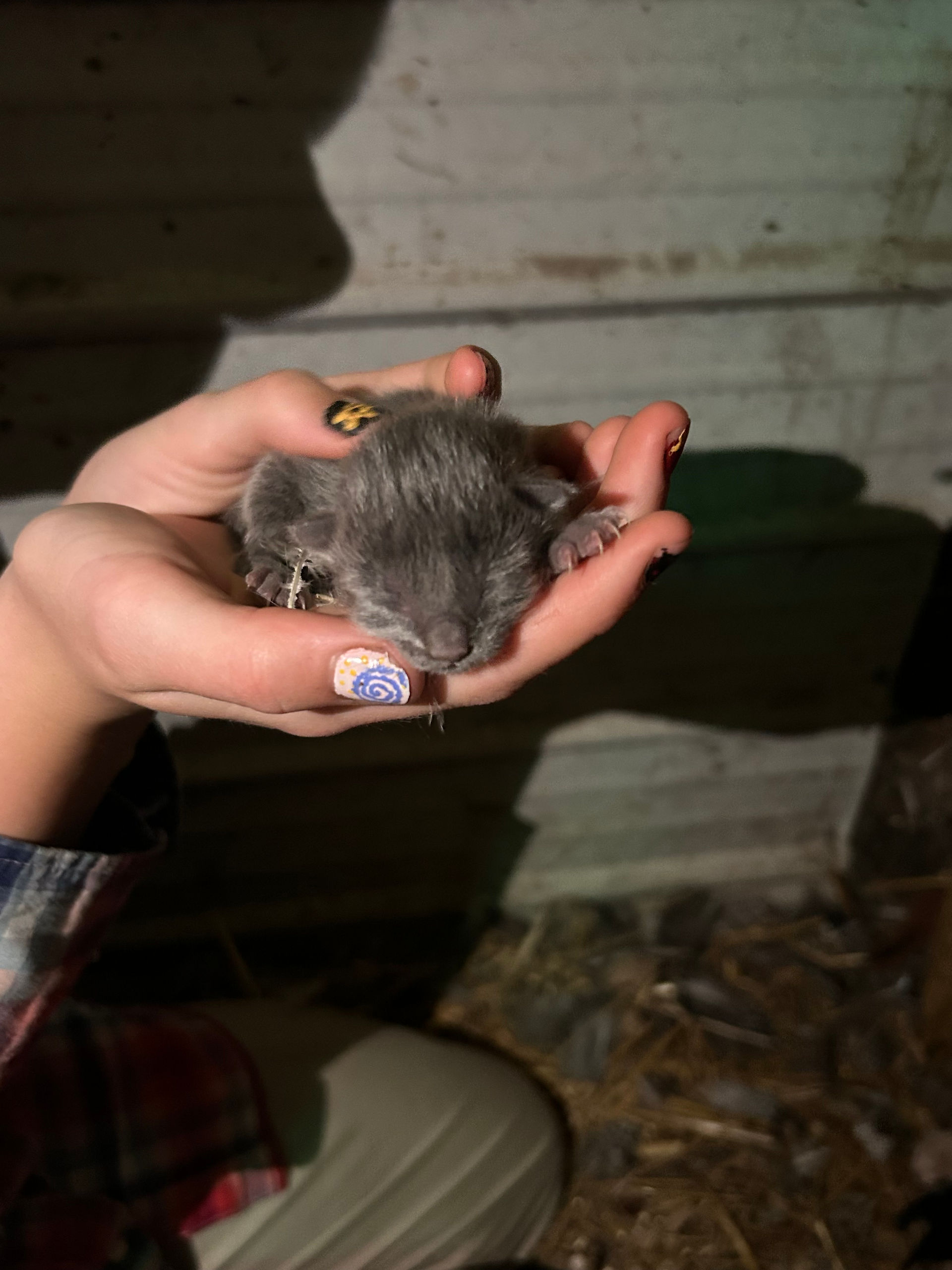 Newborn gray kitten from Rhubarb's litter resting in a family member's hands at Honeydew Farm.