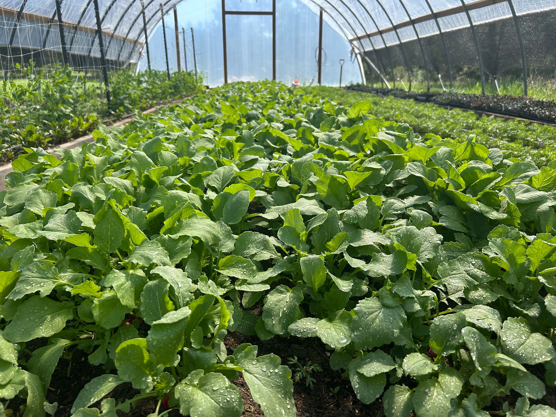 French Breakfast Radishes growing inside the Honeydew Farm greenhouse