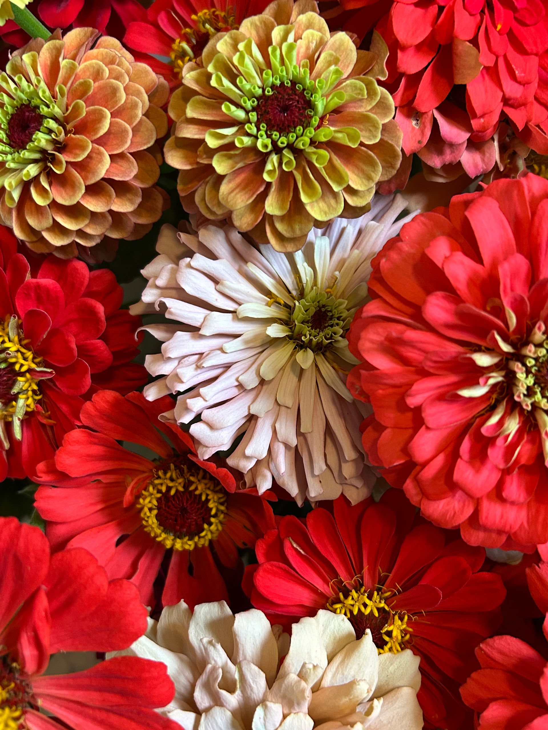 Zinnias in bloom at Honeydew Farm