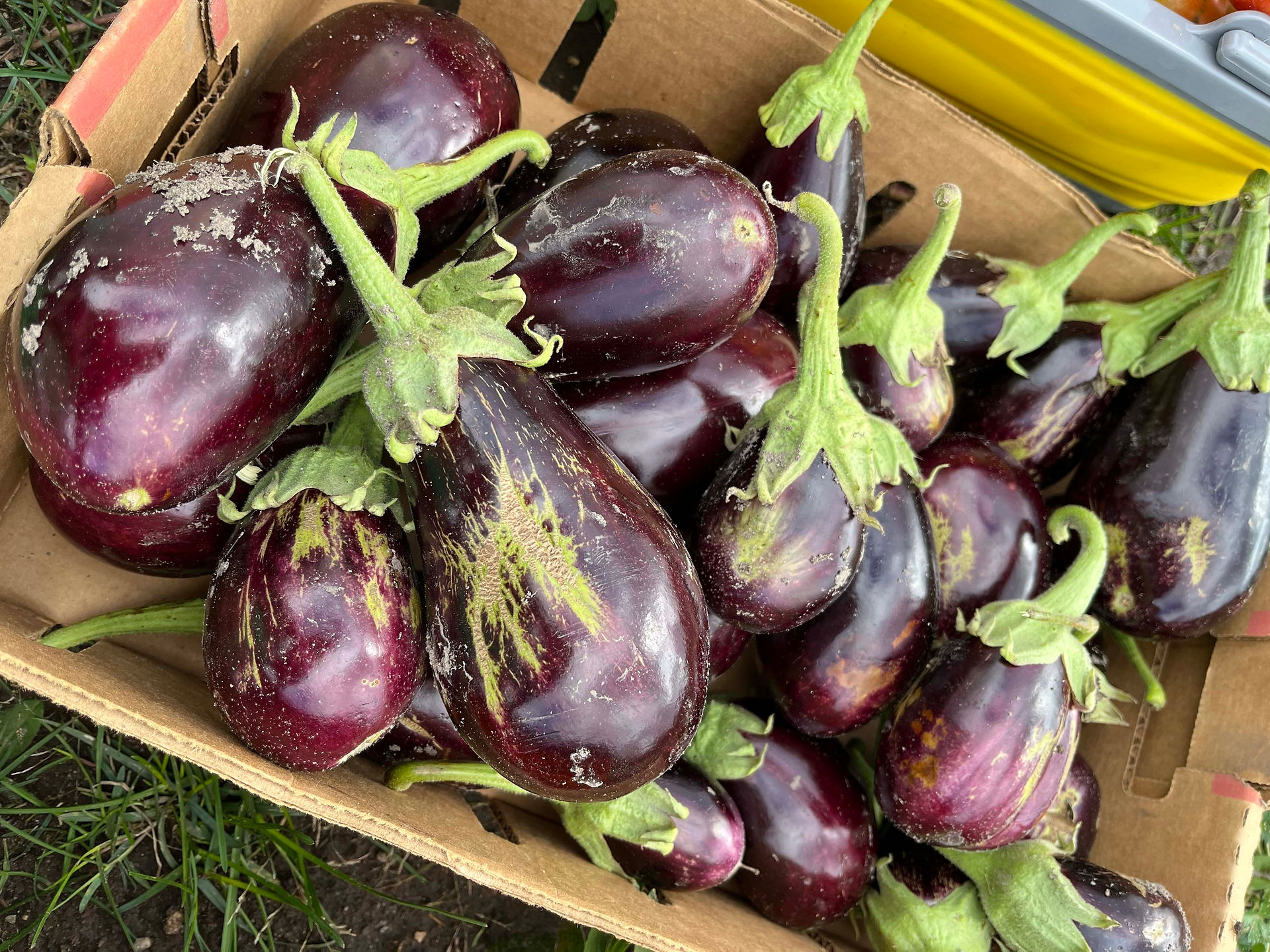 Fresh picked Eggplant