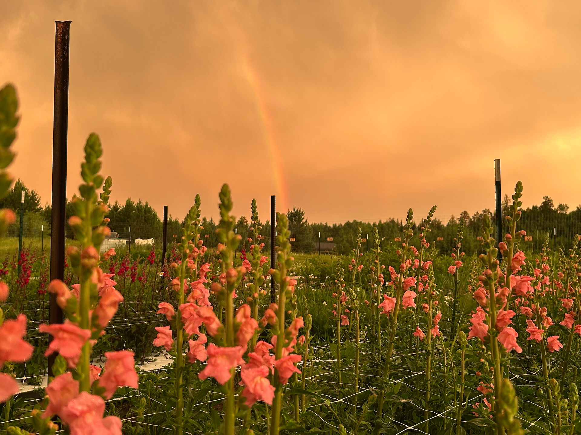 snapdragons and rainbows after the storm at Honeydew Farm