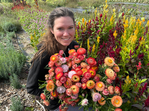 Amber holding Freshly harvested pink, coral and orange strawflowers gathered in the flower garden at Honeydew Farm.