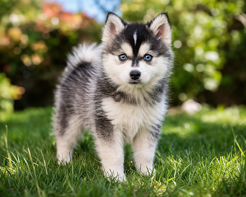 Bébé Pomsky sous le soleil.png
