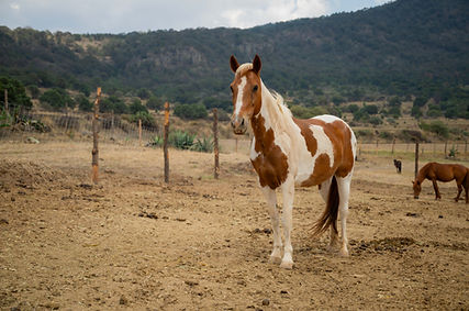 Cuacolandia Mayo 2025-36 (1).jpg