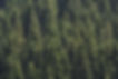 Forest Background.jpg