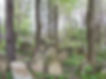 1280px-Lesko-cmentarz_żydowski.jpg