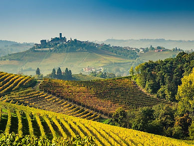 Langhe vineyards of Piedmont shutterstock_466978367 resized.jpg