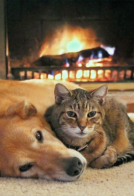 Dogs-and-Cats_edited.jpg