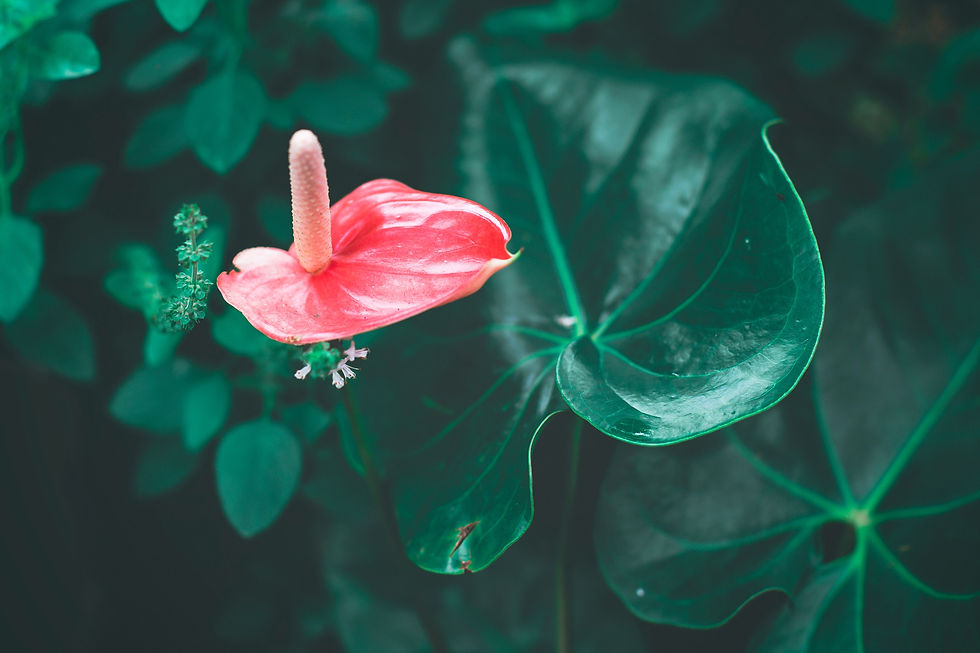 A single pink anthurium surrounded by its leaves