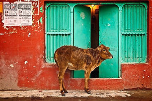 india.jpeg
