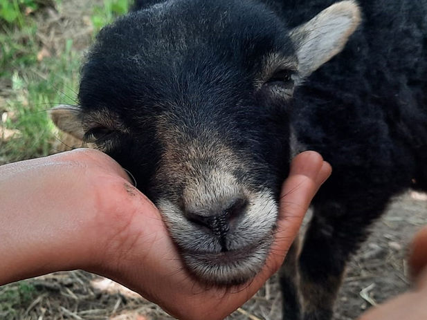 Therapieschafe, tiergestützte Arbeit mit Schafen
