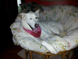Ellie Girl