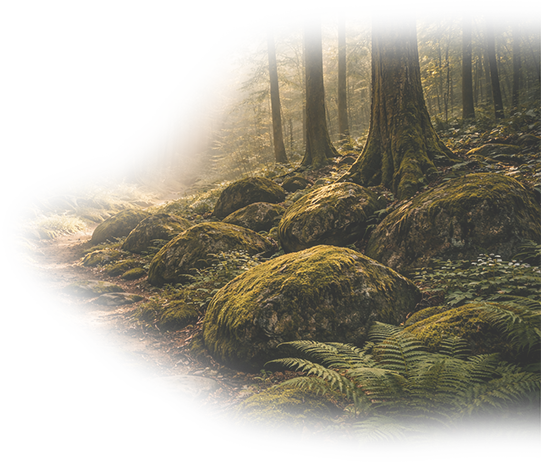 Forest Fade 4.png