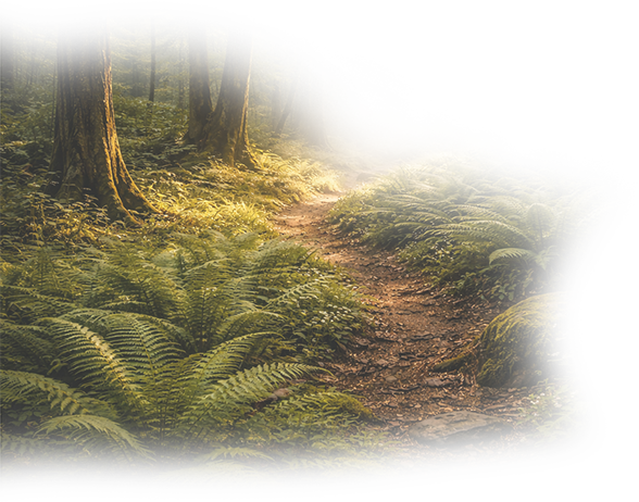Forest Fade 3.png