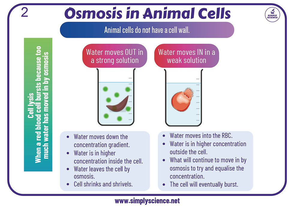 Thumbnail: GCSE Biology  Unit 2 - Revision Deck