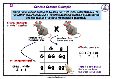 GCSE Biology Unit 2 Revision Deck print ready_Page_23.png
