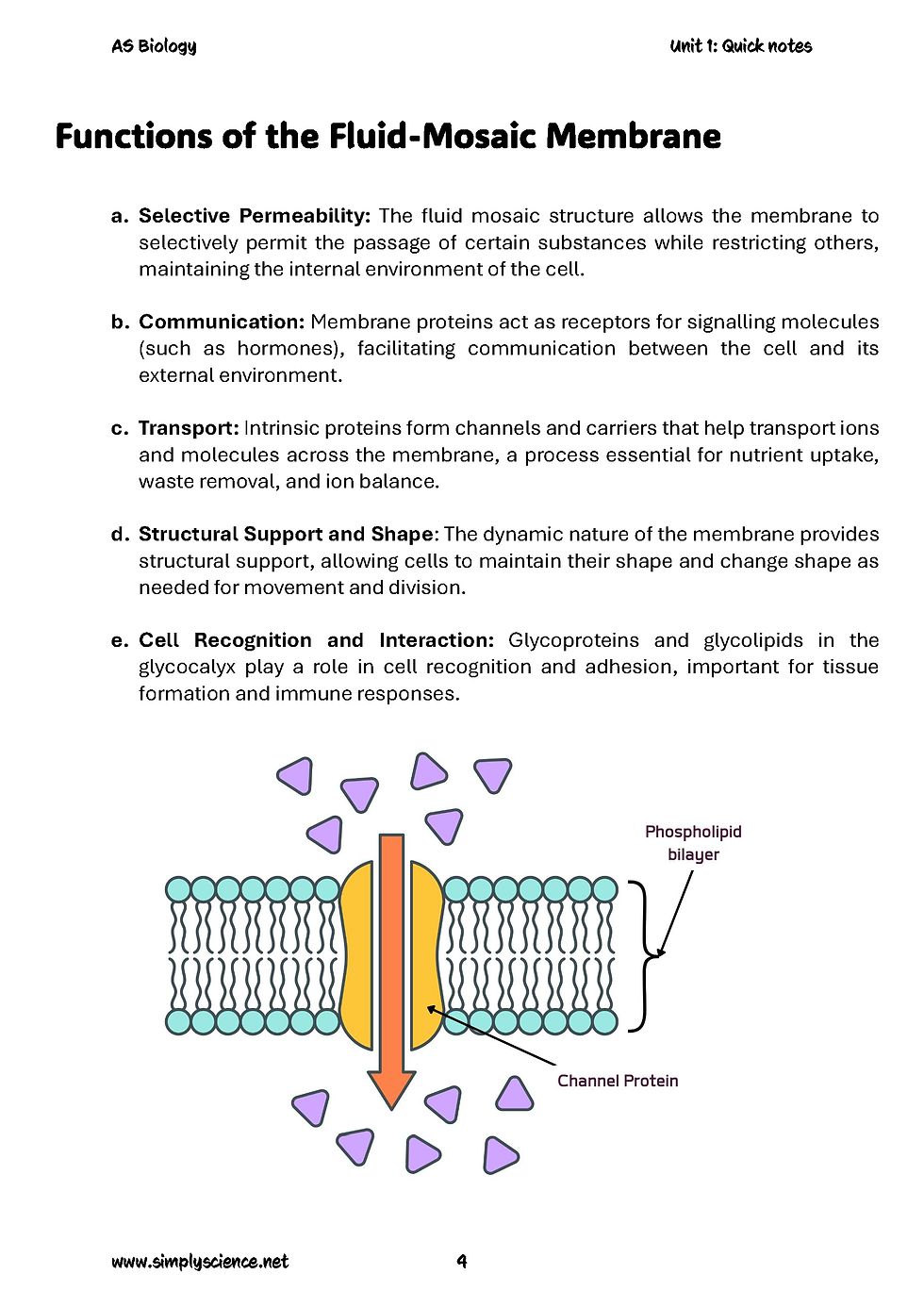 Thumbnail: AS-1 Biology Cell membranes Quick Notes