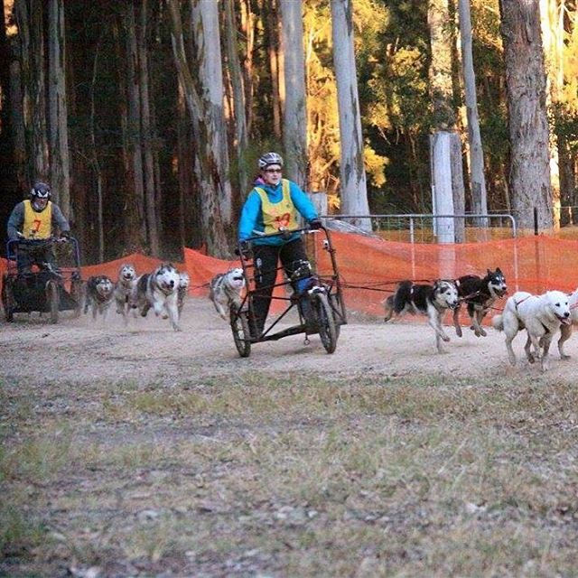 Close finish in 4 dog #negrcqld #assanationals #sleddogracing