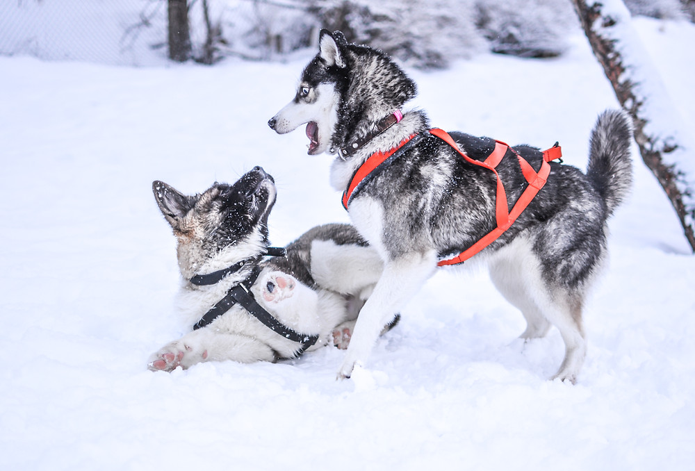 Snow Sled Dogs